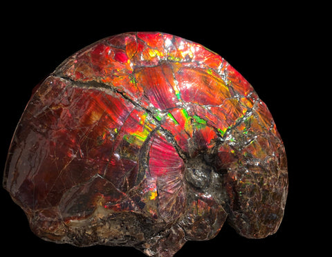 AF-79 Near complete Ammonite Fossil - Placenticeras Meeki　Ammolite **FREE SHIPPING***　