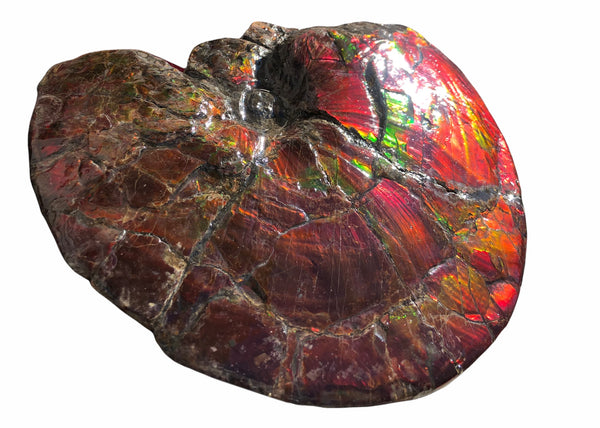 AF-79 Near complete Ammonite Fossil - Placenticeras Meeki　Ammolite **FREE SHIPPING***　