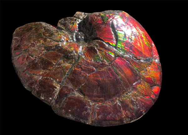 AF-79 Near complete Ammonite Fossil - Placenticeras Meeki　Ammolite **FREE SHIPPING***　