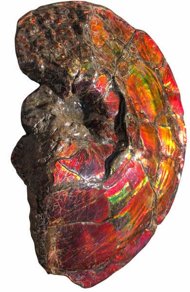 AF-79 Near complete Ammonite Fossil - Placenticeras Meeki　Ammolite **FREE SHIPPING***　