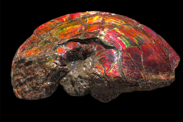 AF-79 Near complete Ammonite Fossil - Placenticeras Meeki　Ammolite **FREE SHIPPING***　