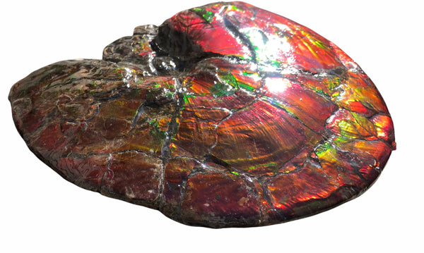 AF-79 Near complete Ammonite Fossil - Placenticeras Meeki　Ammolite **FREE SHIPPING***　