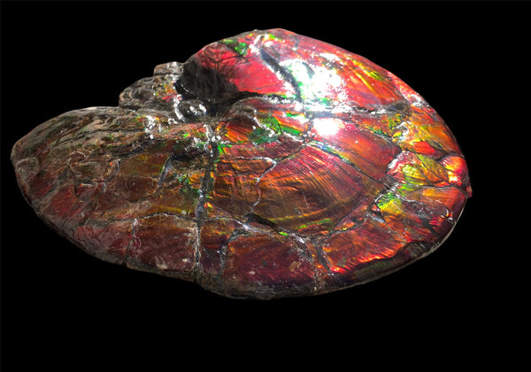 AF-79 Near complete Ammonite Fossil - Placenticeras Meeki　Ammolite **FREE SHIPPING***　