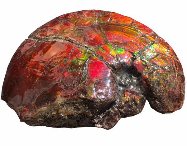 AF-79 Near complete Ammonite Fossil - Placenticeras Meeki　Ammolite **FREE SHIPPING***　