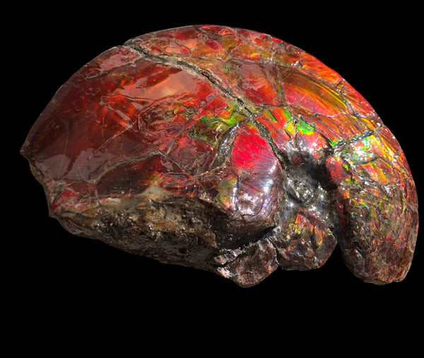 AF-79 Near complete Ammonite Fossil - Placenticeras Meeki　Ammolite **FREE SHIPPING***　