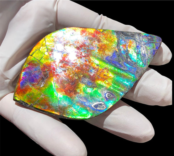 Auction CLOSED! 🌈Premium Auction!!  IMP-88 Super RARE LARGE Natural Hand Polished Ammolite Double-Sided Rainbow Beauty !PREMIUM  FREE SHIPPING
