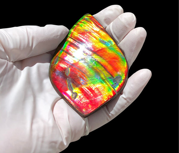 Auction CLOSED! 🌈Premium Auction!!  IMP-88 Super RARE LARGE Natural Hand Polished Ammolite Double-Sided Rainbow Beauty !PREMIUM  FREE SHIPPING