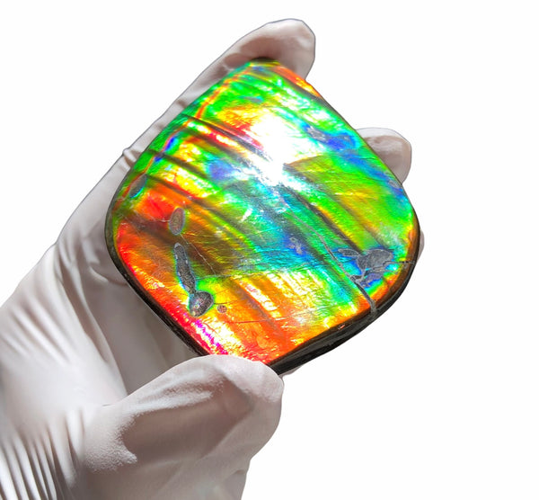 Auction CLOSED! 🌈Premium Auction!!  IMP-88 Super RARE LARGE Natural Hand Polished Ammolite Double-Sided Rainbow Beauty !PREMIUM  FREE SHIPPING