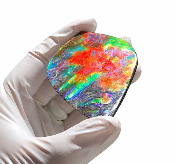 Auction CLOSED! 🌈Premium Auction!!  IMP-88 Super RARE LARGE Natural Hand Polished Ammolite Double-Sided Rainbow Beauty !PREMIUM  FREE SHIPPING