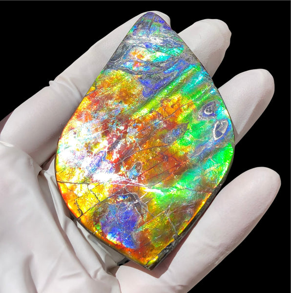 Auction CLOSED! 🌈Premium Auction!!  IMP-88 Super RARE LARGE Natural Hand Polished Ammolite Double-Sided Rainbow Beauty !PREMIUM  FREE SHIPPING