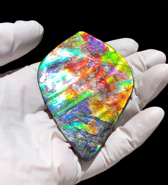 Auction CLOSED! 🌈Premium Auction!!  IMP-88 Super RARE LARGE Natural Hand Polished Ammolite Double-Sided Rainbow Beauty !PREMIUM  FREE SHIPPING