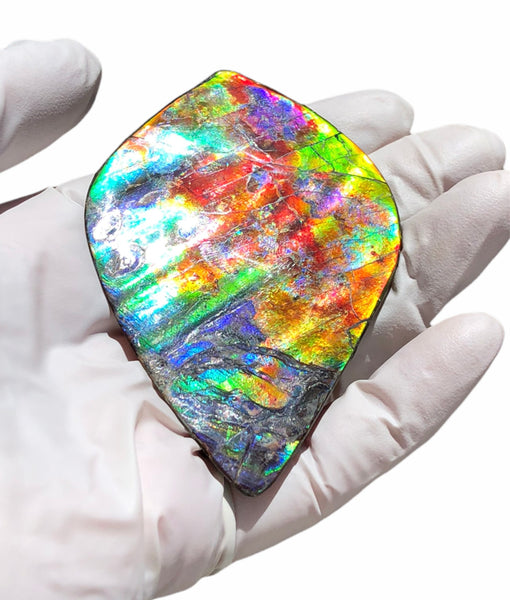 Auction CLOSED! 🌈Premium Auction!!  IMP-88 Super RARE LARGE Natural Hand Polished Ammolite Double-Sided Rainbow Beauty !PREMIUM  FREE SHIPPING