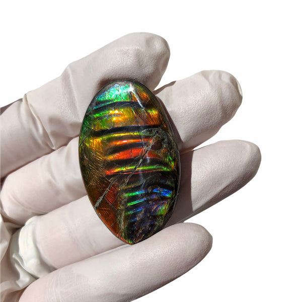 Auction Closed! Free shiping🌈🌈Auction!! **Please read the description** Rainbow Striatons! Natural hand polished, Free Form . FFNT166 Ammolite High Grade.