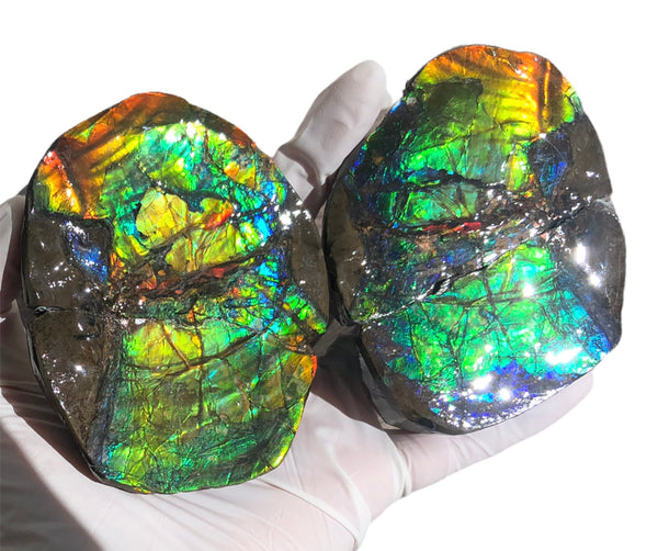 Make an offfer! CS-226  Stunning Ammolite in matrix node /Geode, Collector Stones Home Décor ***アンモライト GEODE