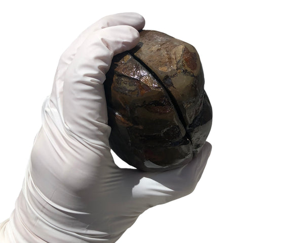 Make an offfer! CS-226  Stunning Ammolite in matrix node /Geode, Collector Stones Home Décor ***アンモライト GEODE