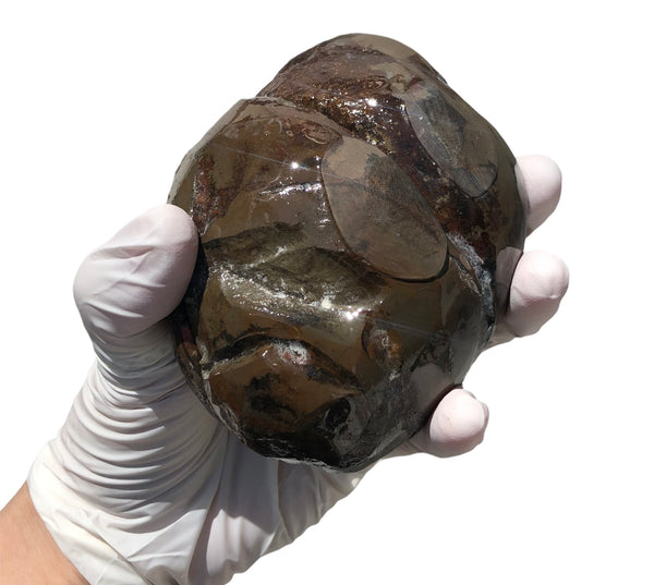 Make an offfer! CS-226  Stunning Ammolite in matrix node /Geode, Collector Stones Home Décor ***アンモライト GEODE