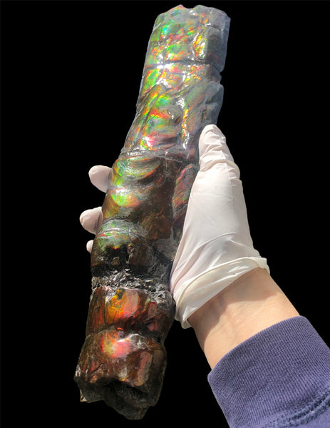 AF80-B  13.3" Canadian Ammolite Bacculite Fossil Piece Baculites　バキュライト　アンモライト Baculite Free Shipping!!価格交渉