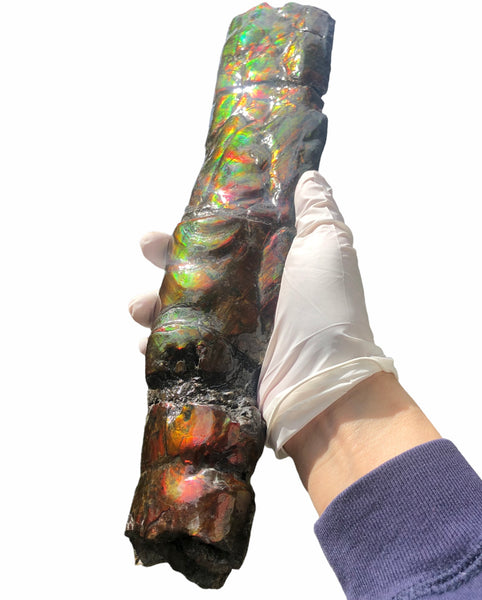 AF80-B  13.3" Canadian Ammolite Bacculite Fossil Piece Baculites　バキュライト　アンモライト Baculite Free Shipping!!価格交渉