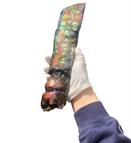 AF80-B  13.3" Canadian Ammolite Bacculite Fossil Piece Baculites　バキュライト　アンモライト Baculite Free Shipping!!価格交渉