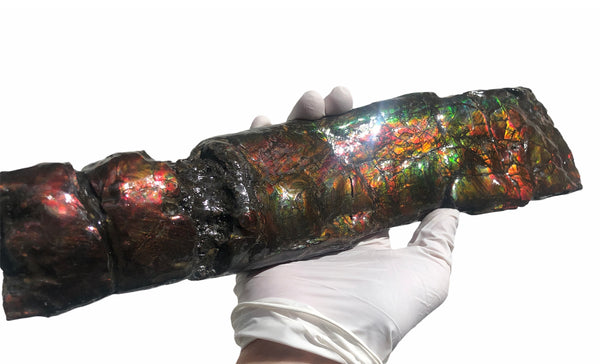 AF80-B  13.3" Canadian Ammolite Bacculite Fossil Piece Baculites　バキュライト　アンモライト Baculite Free Shipping!!価格交渉