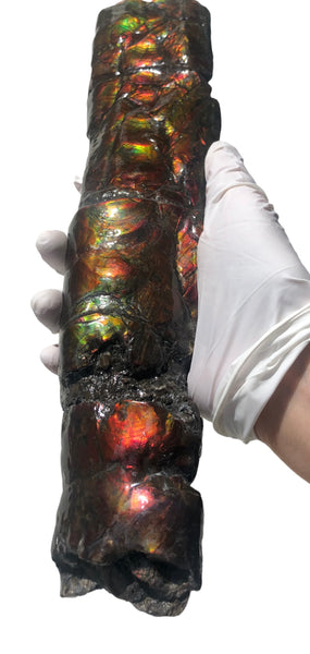 AF80-B  13.3" Canadian Ammolite Bacculite Fossil Piece Baculites　バキュライト　アンモライト Baculite Free Shipping!!価格交渉