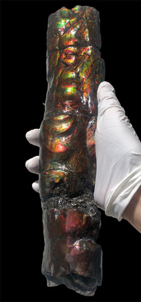 AF80-B  13.3" Canadian Ammolite Bacculite Fossil Piece Baculites　バキュライト　アンモライト Baculite Free Shipping!!価格交渉