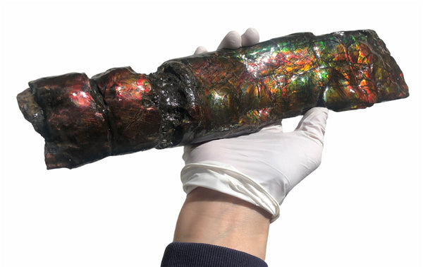 AF80-B  13.3" Canadian Ammolite Bacculite Fossil Piece Baculites　バキュライト　アンモライト Baculite Free Shipping!!価格交渉