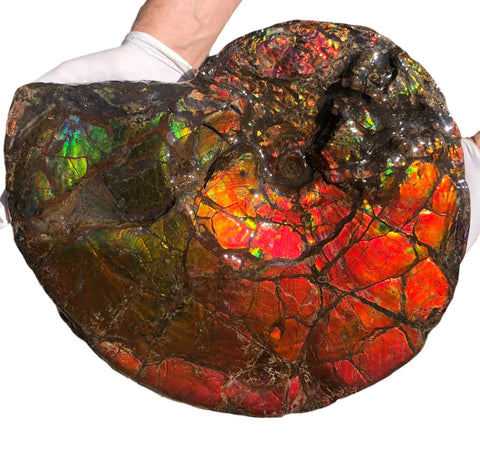 Make an offer or buy it now! AF-81  Ammonite Fossil - Placenticeras costatum　Ammolite **FREE SHIPPING***　