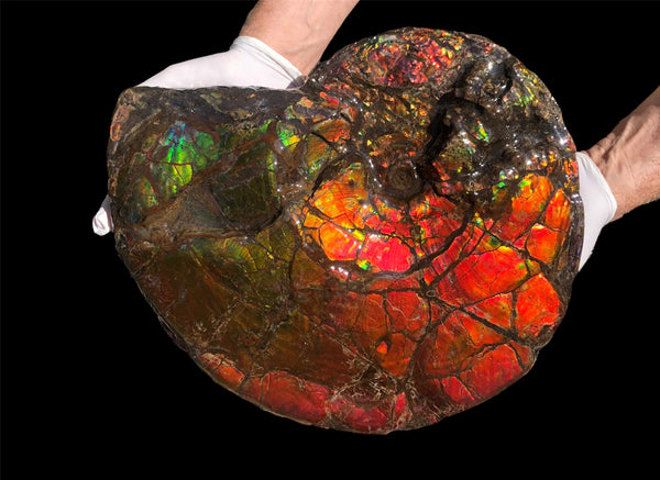 Make an offer or buy it now! AF-81  Ammonite Fossil - Placenticeras costatum　Ammolite **FREE SHIPPING***　