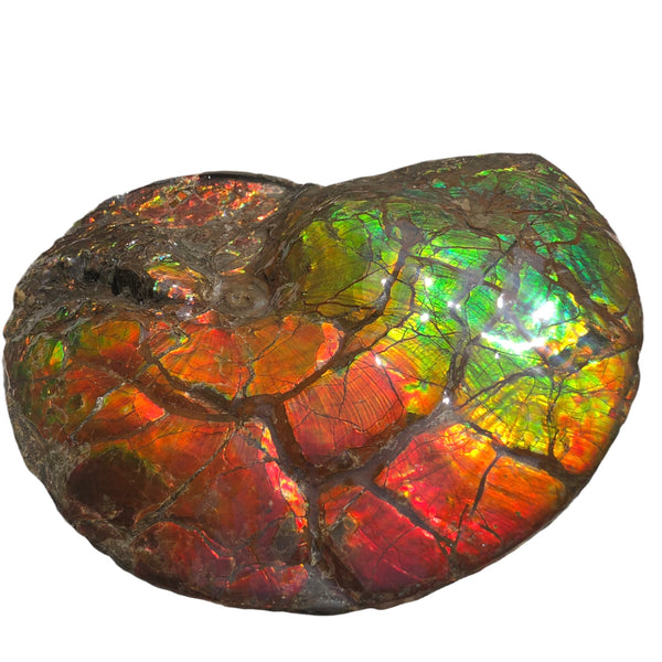 Make an offer or buy it now! AF-81  Ammonite Fossil - Placenticeras costatum　Ammolite **FREE SHIPPING***　