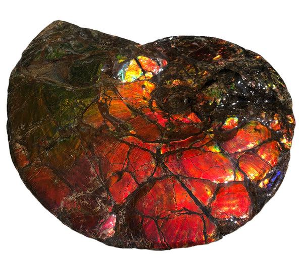 Make an offer or buy it now! AF-81  Ammonite Fossil - Placenticeras costatum　Ammolite **FREE SHIPPING***　