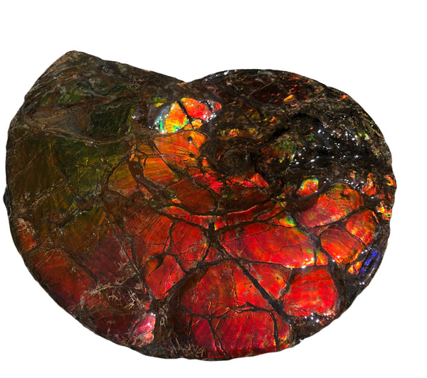 Make an offer or buy it now! AF-81  Ammonite Fossil - Placenticeras costatum　Ammolite **FREE SHIPPING***　