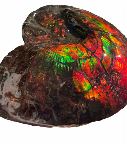 AF-82  10.15" Ammonite Fossil - Placenticeras costatum　Ammolite **FREE SHIPPING***　