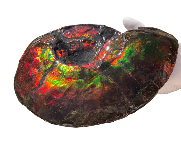 AF-82  10.15" Ammonite Fossil - Placenticeras costatum　Ammolite **FREE SHIPPING***　