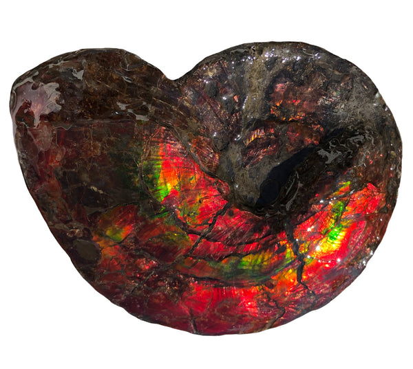 AF-82  10.15" Ammonite Fossil - Placenticeras costatum　Ammolite **FREE SHIPPING***　