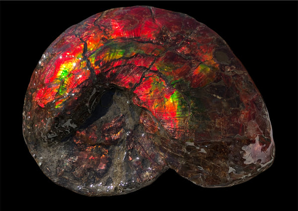 AF-82  10.15" Ammonite Fossil - Placenticeras costatum　Ammolite **FREE SHIPPING***　
