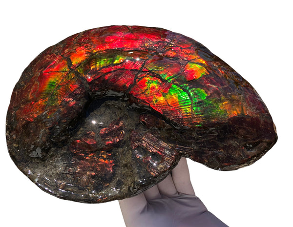 AF-82  10.15" Ammonite Fossil - Placenticeras costatum　Ammolite **FREE SHIPPING***　