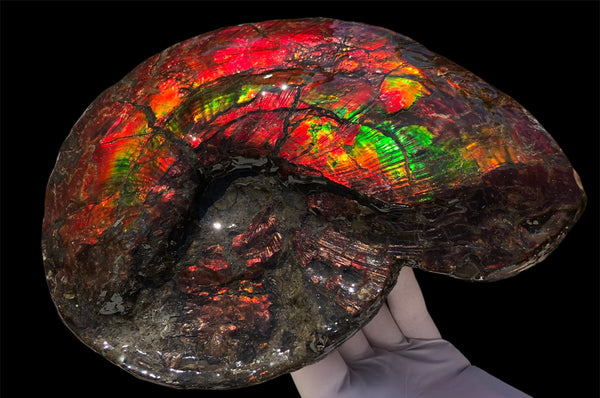 AF-82  10.15" Ammonite Fossil - Placenticeras costatum　Ammolite **FREE SHIPPING***　