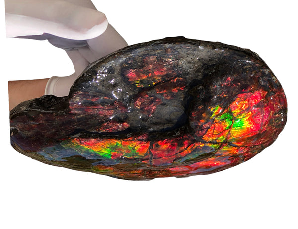 AF-82  10.15" Ammonite Fossil - Placenticeras costatum　Ammolite **FREE SHIPPING***　
