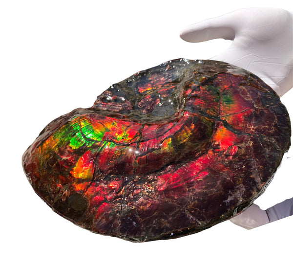 AF-82  10.15" Ammonite Fossil - Placenticeras costatum　Ammolite **FREE SHIPPING***　