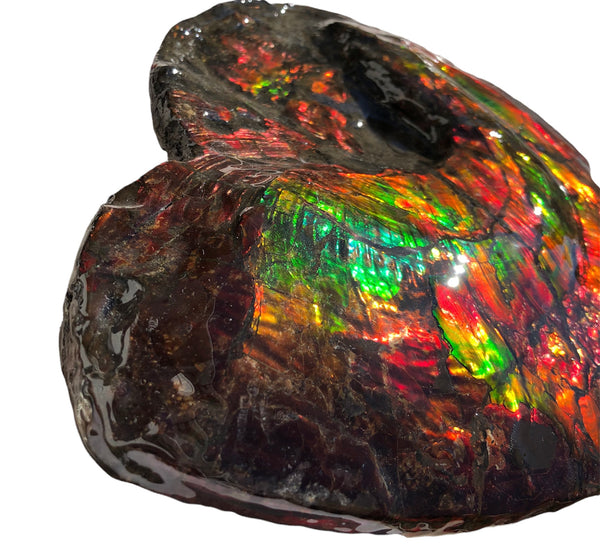 AF-82  10.15" Ammonite Fossil - Placenticeras costatum　Ammolite **FREE SHIPPING***　