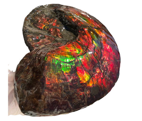 AF-82  10.15" Ammonite Fossil - Placenticeras costatum　Ammolite **FREE SHIPPING***　