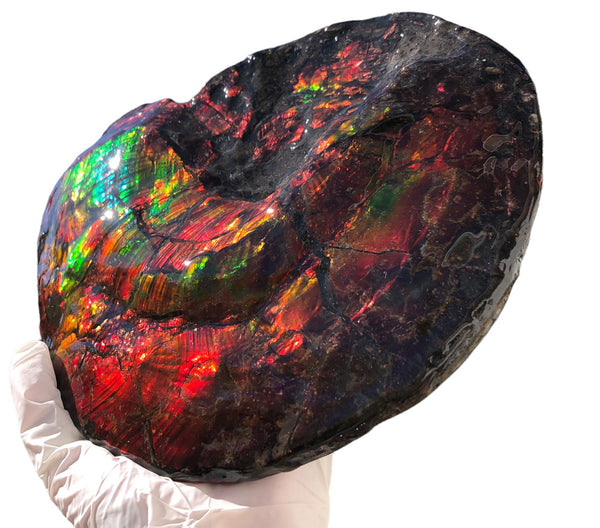 AF-82  10.15" Ammonite Fossil - Placenticeras costatum　Ammolite **FREE SHIPPING***　