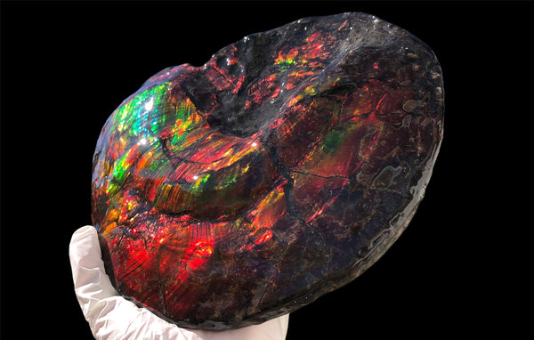 AF-82  10.15" Ammonite Fossil - Placenticeras costatum　Ammolite **FREE SHIPPING***　