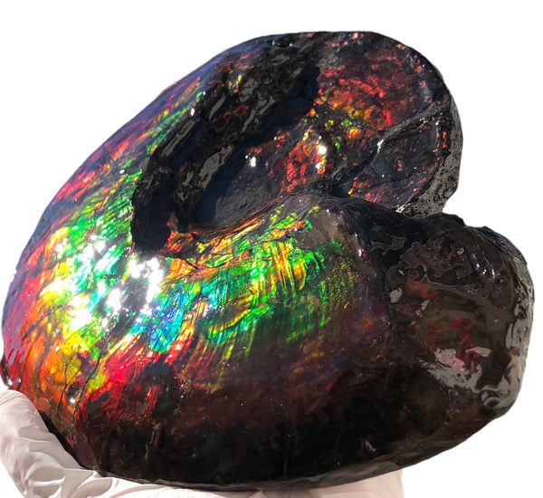 AF-82  10.15" Ammonite Fossil - Placenticeras costatum　Ammolite **FREE SHIPPING***　