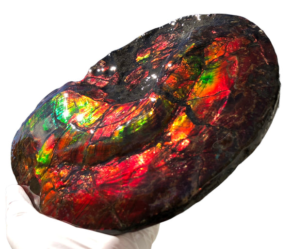 AF-82  10.15" Ammonite Fossil - Placenticeras costatum　Ammolite **FREE SHIPPING***　