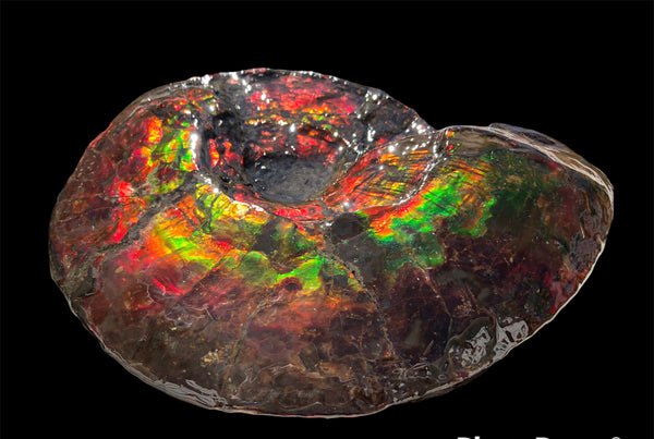 AF-82  10.15" Ammonite Fossil - Placenticeras costatum　Ammolite **FREE SHIPPING***　
