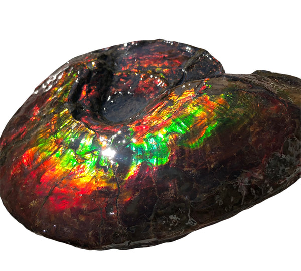 AF-82  10.15" Ammonite Fossil - Placenticeras costatum　Ammolite **FREE SHIPPING***　
