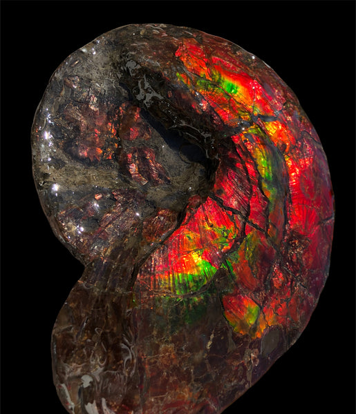 AF-82  10.15" Ammonite Fossil - Placenticeras costatum　Ammolite **FREE SHIPPING***　