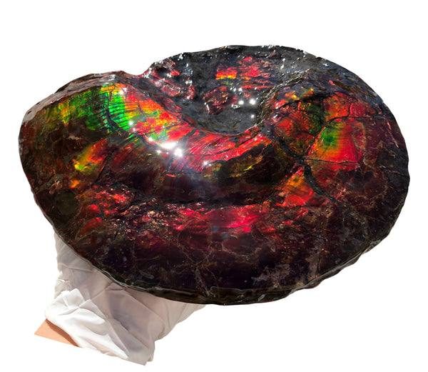AF-82  10.15" Ammonite Fossil - Placenticeras costatum　Ammolite **FREE SHIPPING***　